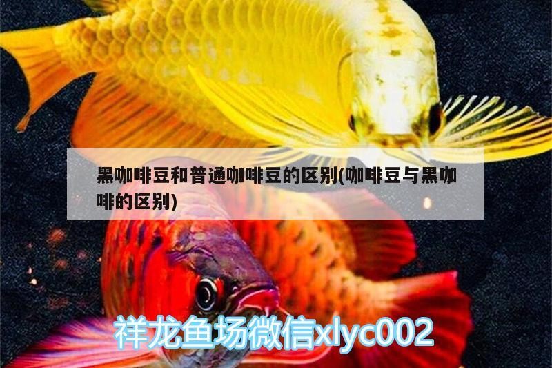 咖啡豆與普通咖啡豆大不同，風味、烘焙及適用