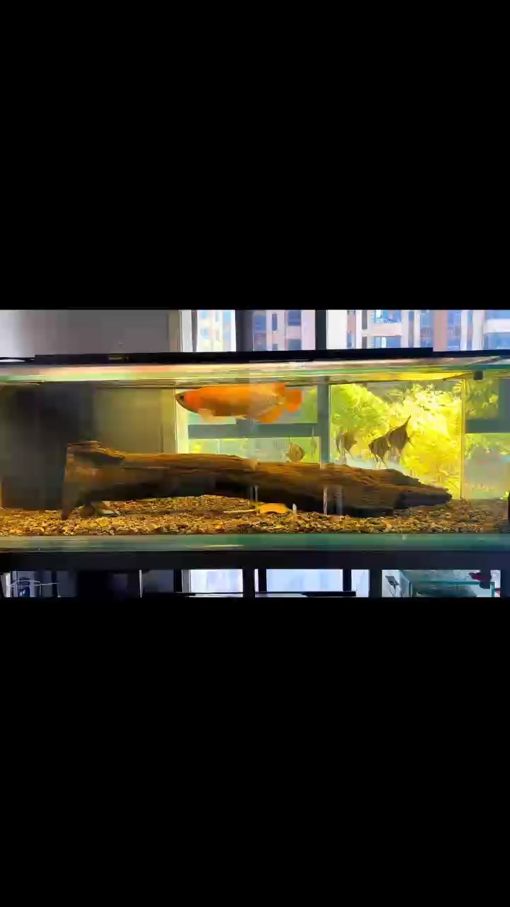 魚愛水卻遭水煮，情感與命運的錯位悲歌