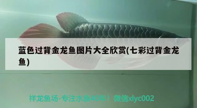 過背金龍魚與七彩過背金龍魚圖片大全，絕美風(fēng)姿