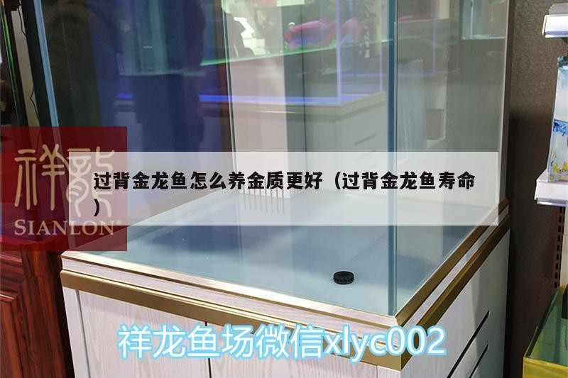 背金龍魚如何飼養(yǎng)金質(zhì)更佳？