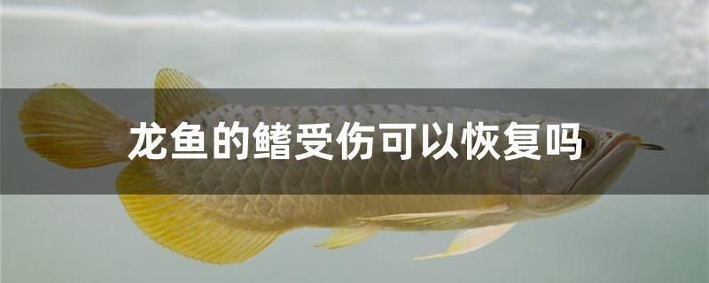 魚鰭受傷能否恢復(fù)？