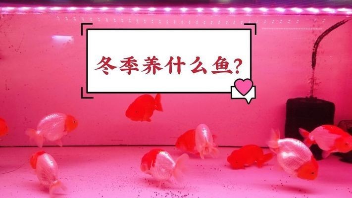 020年超火觀賞魚盤點，這些品種成養