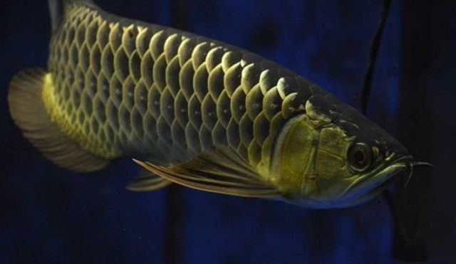 龍魚繁殖溫度控制要點，水溫范圍、穩定性及調控關鍵