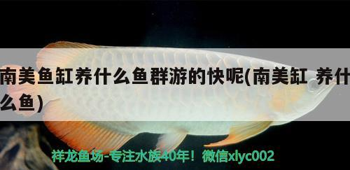 美魚缸中，哪些魚群游速快且適合混養(yǎng)