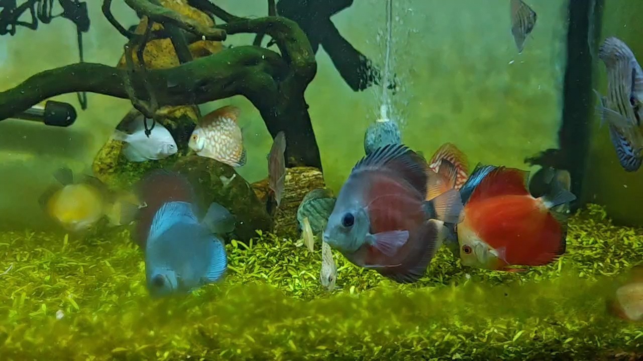七彩神仙魚(yú)，神秘水族世界的