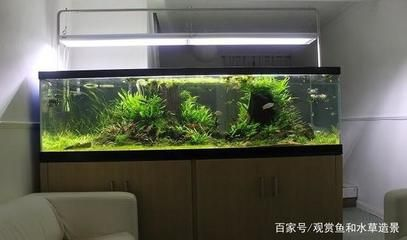 缸小型觀賞魚種類及挑選指南，如何選擇適合草缸的