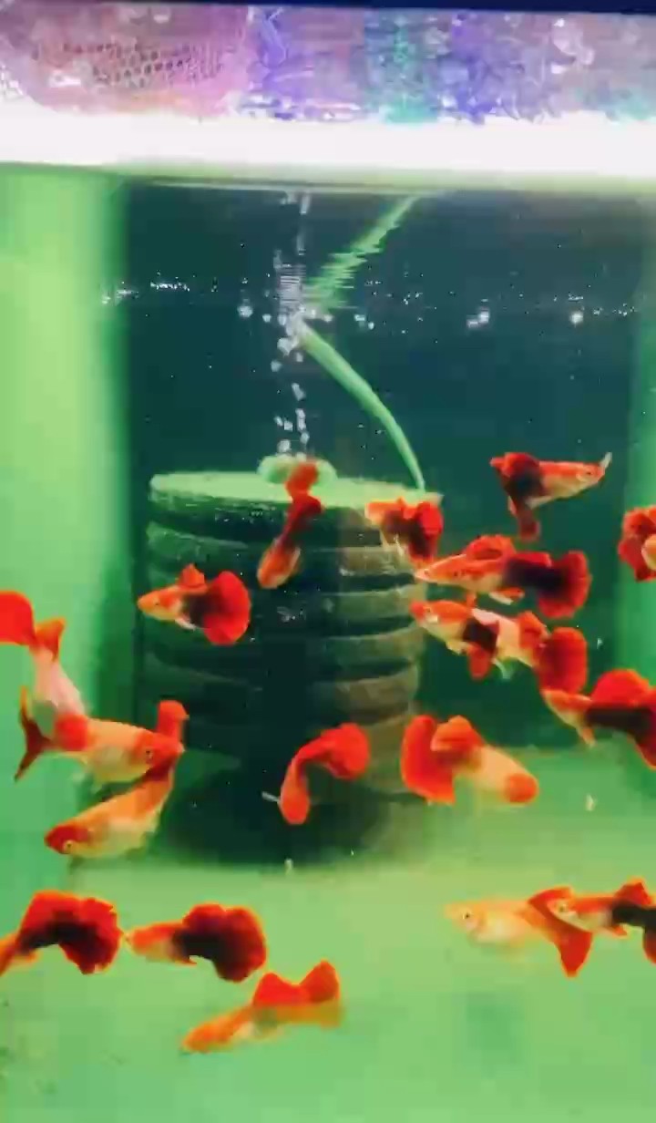 頭折扇菊花帆孔雀魚，高端稀有的孔雀魚品種