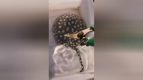 魚尾巴毒刺更換周期揭秘，互動 魚尾巴毒刺更換周期揭秘，互動 魟魚百科 第3張