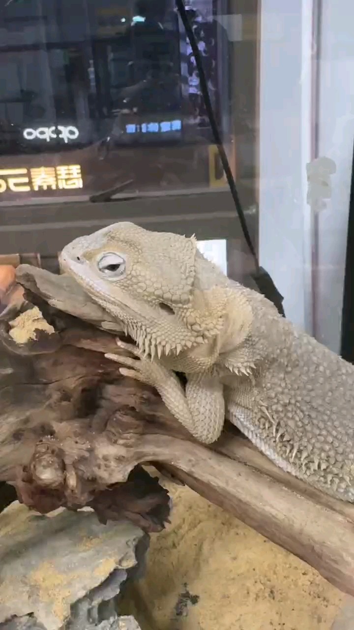 超白鬃獅蜥喜好全揭秘，專屬飼養環境與投