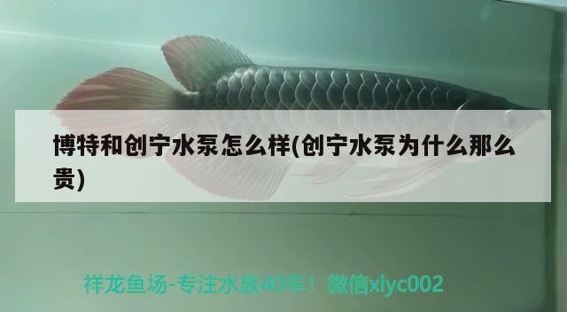 特與創寧水泵性能對比，揭秘創寧高價背后原因 特與創寧水泵性能對比，揭秘創寧高價背后原因 創寧水族