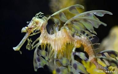 魚死后尾巴還帶毒嗎能否食用？