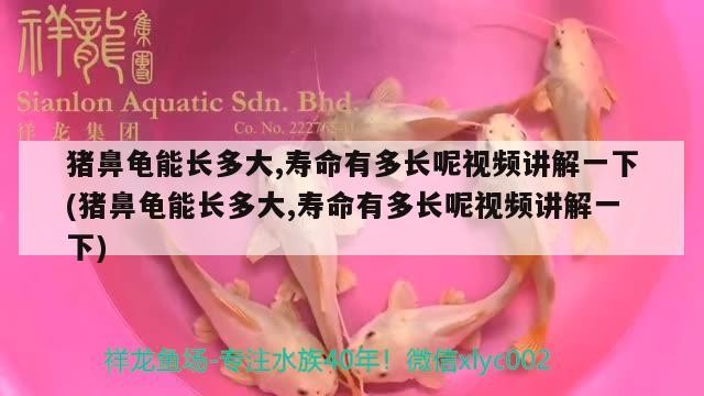 鼻龜體型壽命全解析，視頻深度