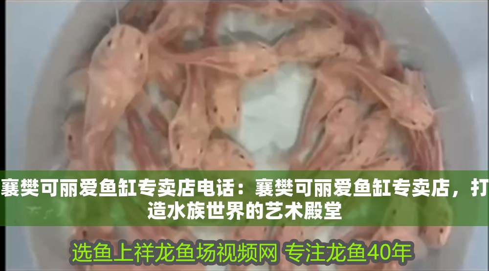 樊可麗愛魚缸專賣店，電話咨詢，共筑水族