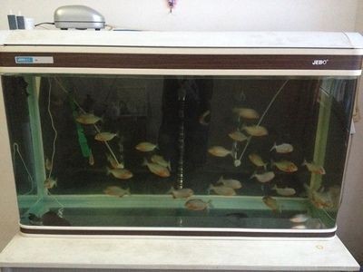 魚(yú)用什么顏色的缸？
