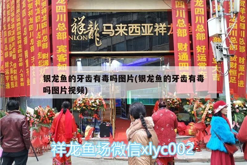龍魚牙齒是否含毒？