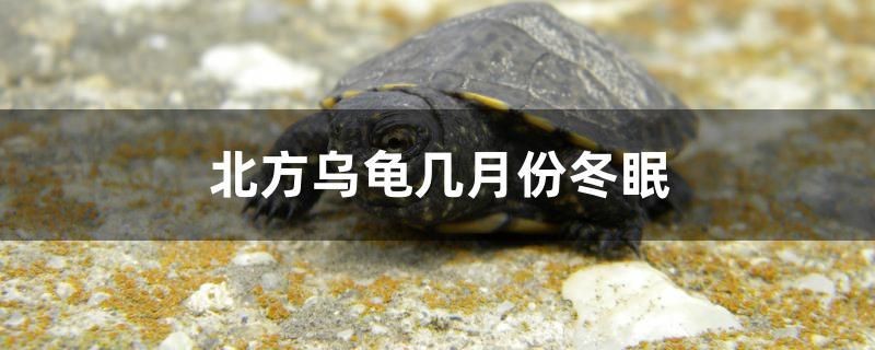 烏龜冬眠時間揭秘，幾月份開始進入冬眠狀態？