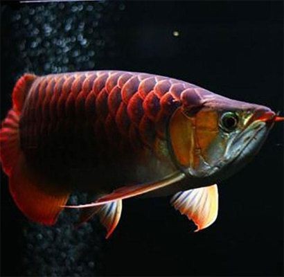 龍魚吃啥魚食好？增色與專用飼料成分深度剖析，助養(yǎng)魚