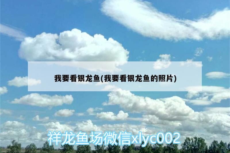 想看銀龍魚照片？這里有超美銀龍魚高清圖