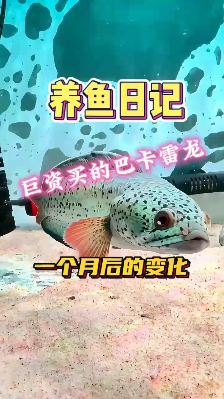 巴卡雷龍，從幼態(tài)到強大的奇幻成長傳奇之旅 巴卡雷龍，從幼態(tài)到強大的奇幻成長傳奇之旅 龍魚論壇