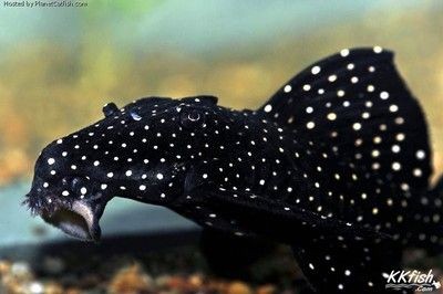 黑白雙星異形魚(坦克),飼養秘籍與技巧全 iwish愛唯希品牌魚缸 第1張 黑白雙星異形魚(坦克),飼養秘籍與技巧全 黑白雙星異形魚(坦克),飼養秘籍與技巧全 iwish愛唯希品牌魚缸 第1張