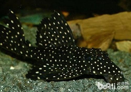 黑白雙星異形魚(坦克),飼養秘籍與技巧全 iwish愛唯希品牌魚缸 第4張 黑白雙星異形魚(坦克),飼養秘籍與技巧全 黑白雙星異形魚(坦克),飼養秘籍與技巧全 iwish愛唯希品牌魚缸 第4張