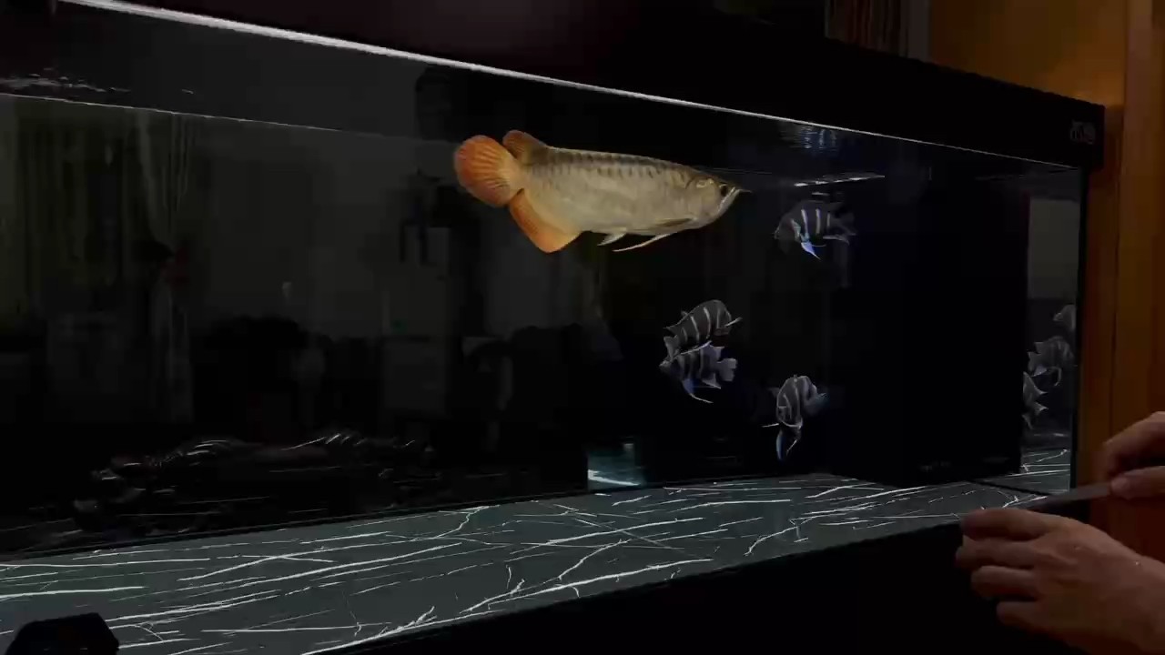 缸第四天狀態恢復佳，后續養護