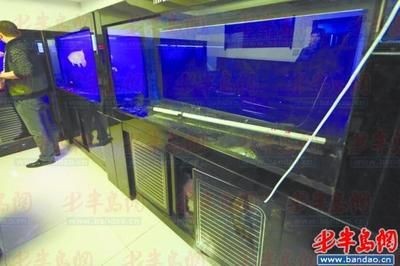 龍魚趴缸底原因揭秘，水質(zhì)、環(huán)境與健康全
