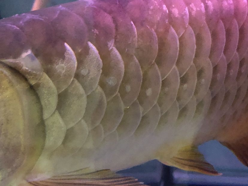 市荔灣區(qū)萬銀水族店，水族愛好者的寶藏店鋪