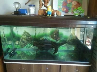 60x45x45魚缸適宜養(yǎng)多少魚? 魚缸百科 第2張 60x45x45魚缸適宜養(yǎng)多少魚? 60x45x45魚缸適宜養(yǎng)多少魚? 魚缸百科 第2張
