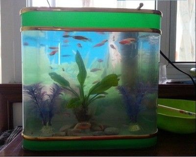 60x45x45魚缸適宜養(yǎng)多少魚? 魚缸百科 第1張 60x45x45魚缸適宜養(yǎng)多少魚? 60x45x45魚缸適宜養(yǎng)多少魚? 魚缸百科 第1張