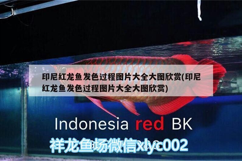 紅龍魚發色過程全記錄，高清大圖賞析與