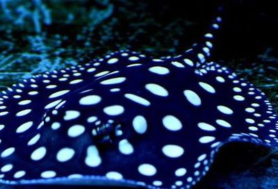 魚與魟魚的區別，外觀特征、生活習性及飼養要點