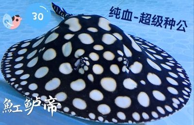 魚與魟魚的區別，外觀特征、生活習性及飼養要點