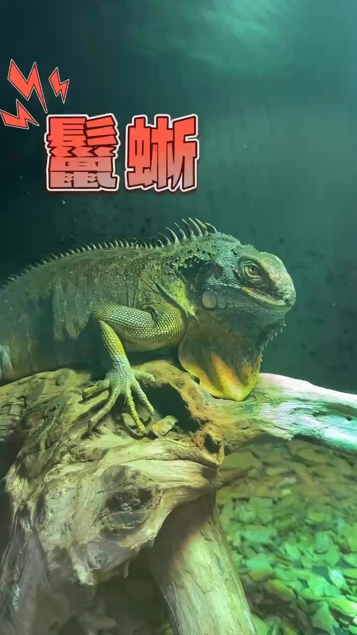 秘蜥蜴，習(xí)性、種類與獨(dú)特