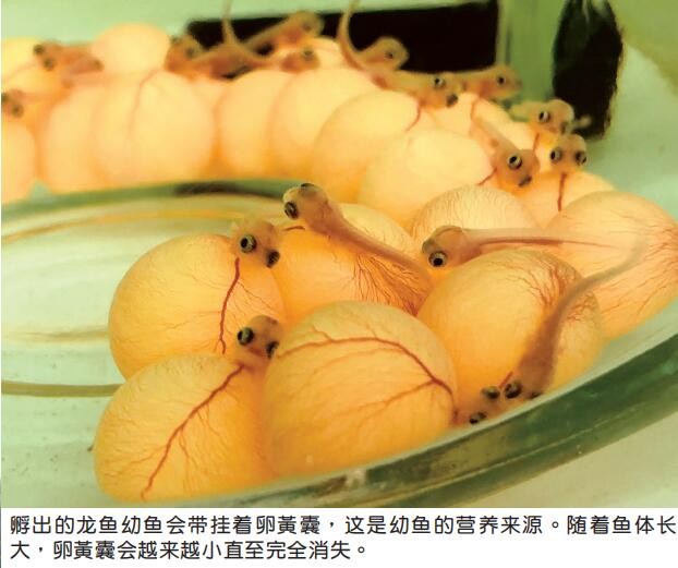 龍魚(yú)場(chǎng)創(chuàng)佳績(jī)，全球首獲CITES準(zhǔn)證