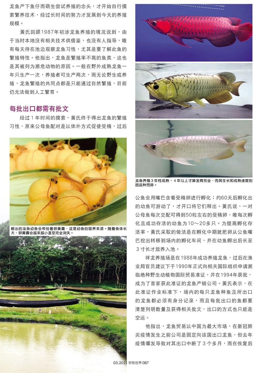 龍魚(yú)場(chǎng)創(chuàng)佳績(jī)，全球首獲CITES準(zhǔn)證