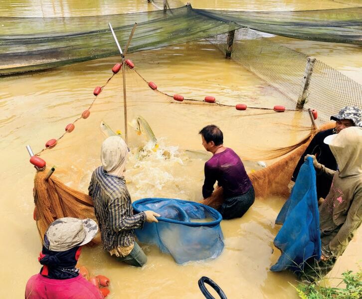 龍魚場創佳績,全球首獲CITES準證 觀賞魚百科 第8張 龍魚場創佳績,全球首獲CITES準證 龍魚場創佳績,全球首獲CITES準證 觀賞魚百科 第8張