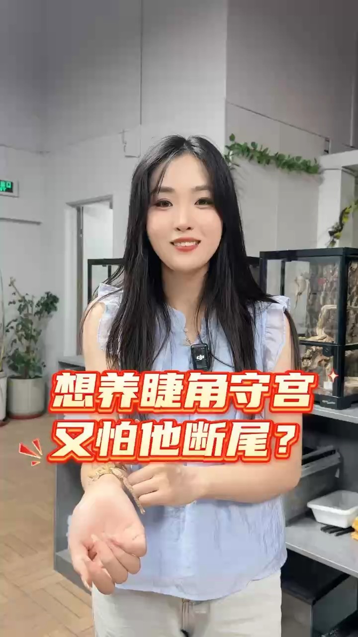 養睫角守宮怕斷尾？