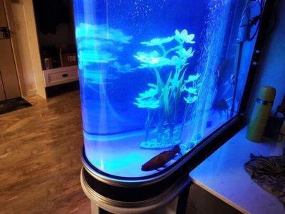 80公分魚缸養魚指南，適合飼養的魚類及養護