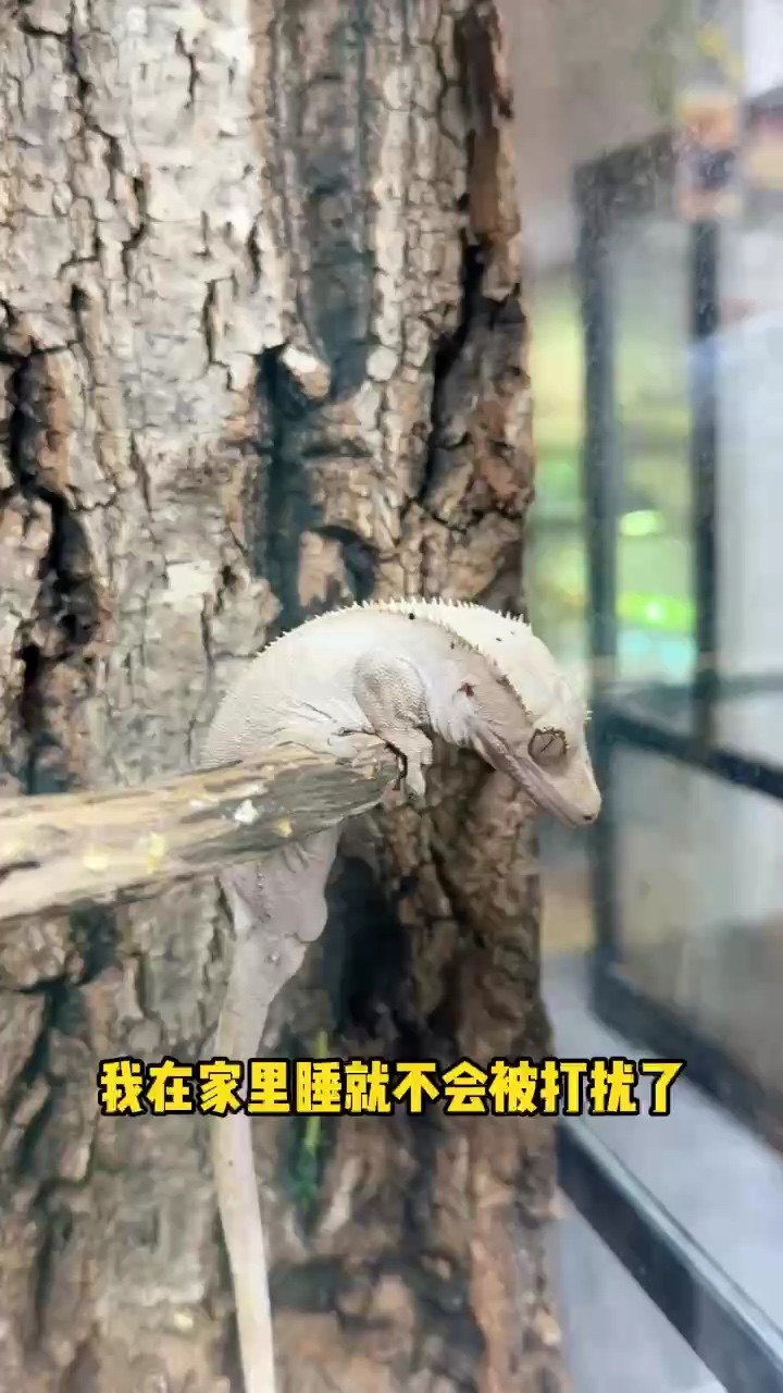 小睫角的奇妙睡姿，千姿百態盡顯呆