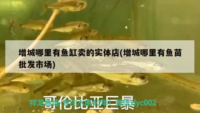 魚缸實體店及魚苗批發(fā)市場位置全攻略