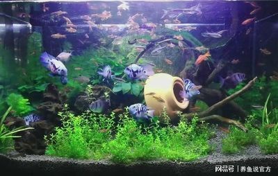 0公分魚缸養魚數量及種類指南視頻，探索最佳養