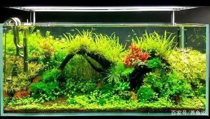 0公分魚缸養魚數量及種類指南視頻，探索最佳養