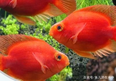 0公分魚缸養魚數量及種類指南視頻，探索最佳養
