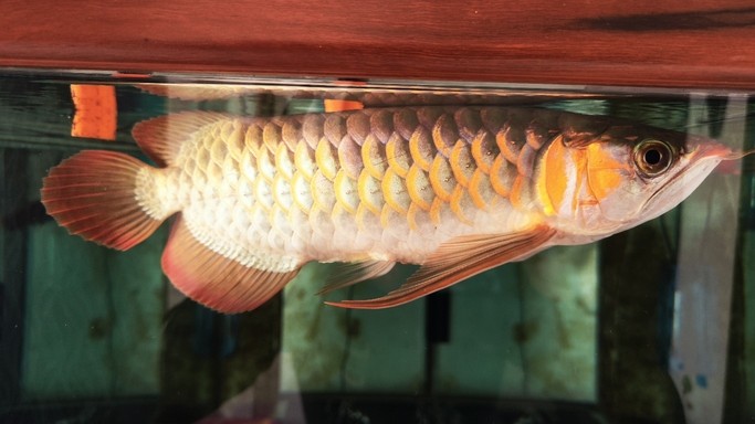 龍魚鰓蓋腐爛治療費(fèi)用大概是多少，魚鰓蓋腐爛的治療費(fèi)用因地區(qū)、治療方式和龍魚的健康狀況而異