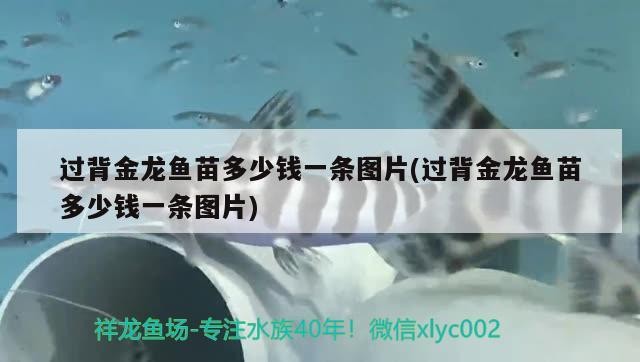 背金龍魚苗價格及圖片，一條究竟值多少錢？