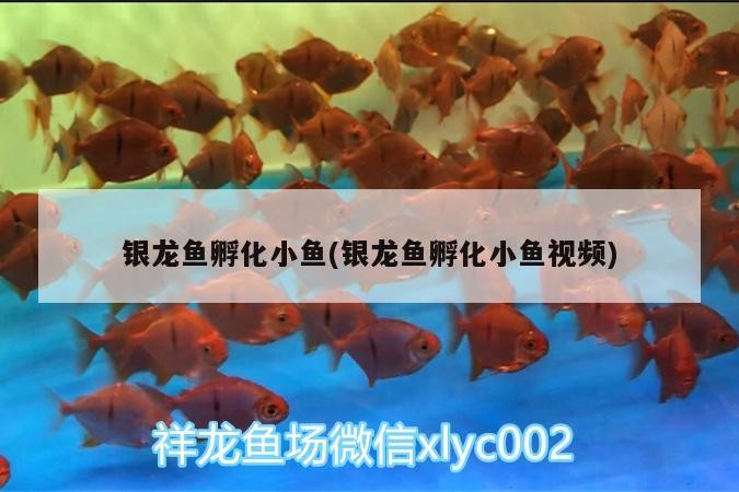 龍魚孵化小魚全過程，從產卵到小魚破殼的奇妙瞬間（含視頻）