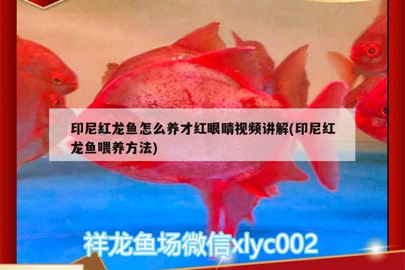 紅龍魚紅眼秘訣大公開！
