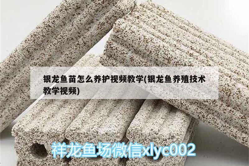 龍魚苗養護及養殖技術全解析