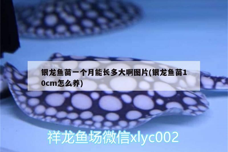 龍魚苗一個(gè)月長(zhǎng)勢(shì)及10cm魚苗養(yǎng)護(hù)要點(diǎn)